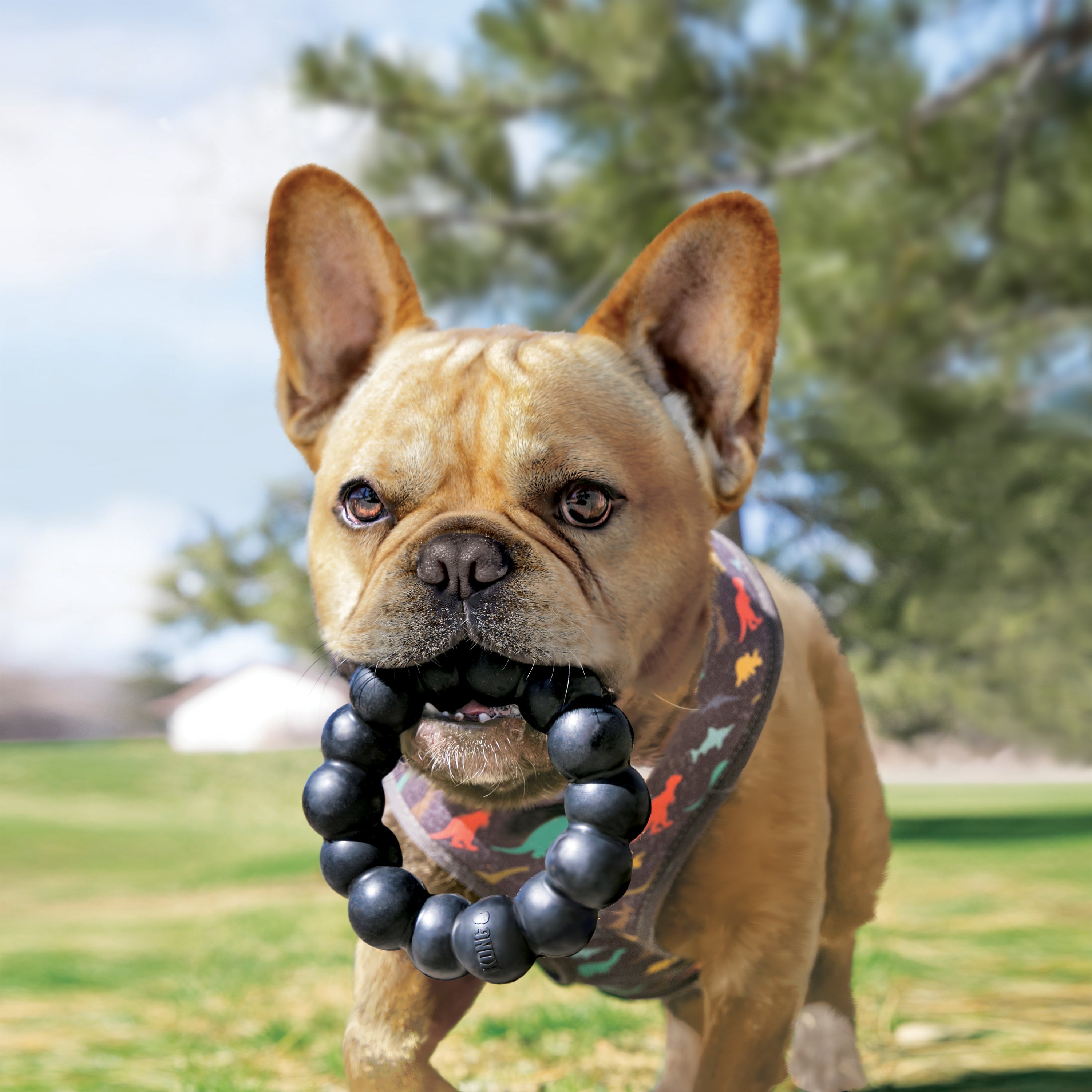 KONG Extreme Ring brinquedo para cães
