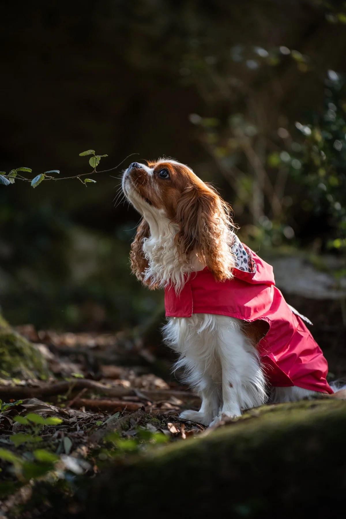 Pink Gabardine Trench Coat with Hood, Tata's Concept ®️