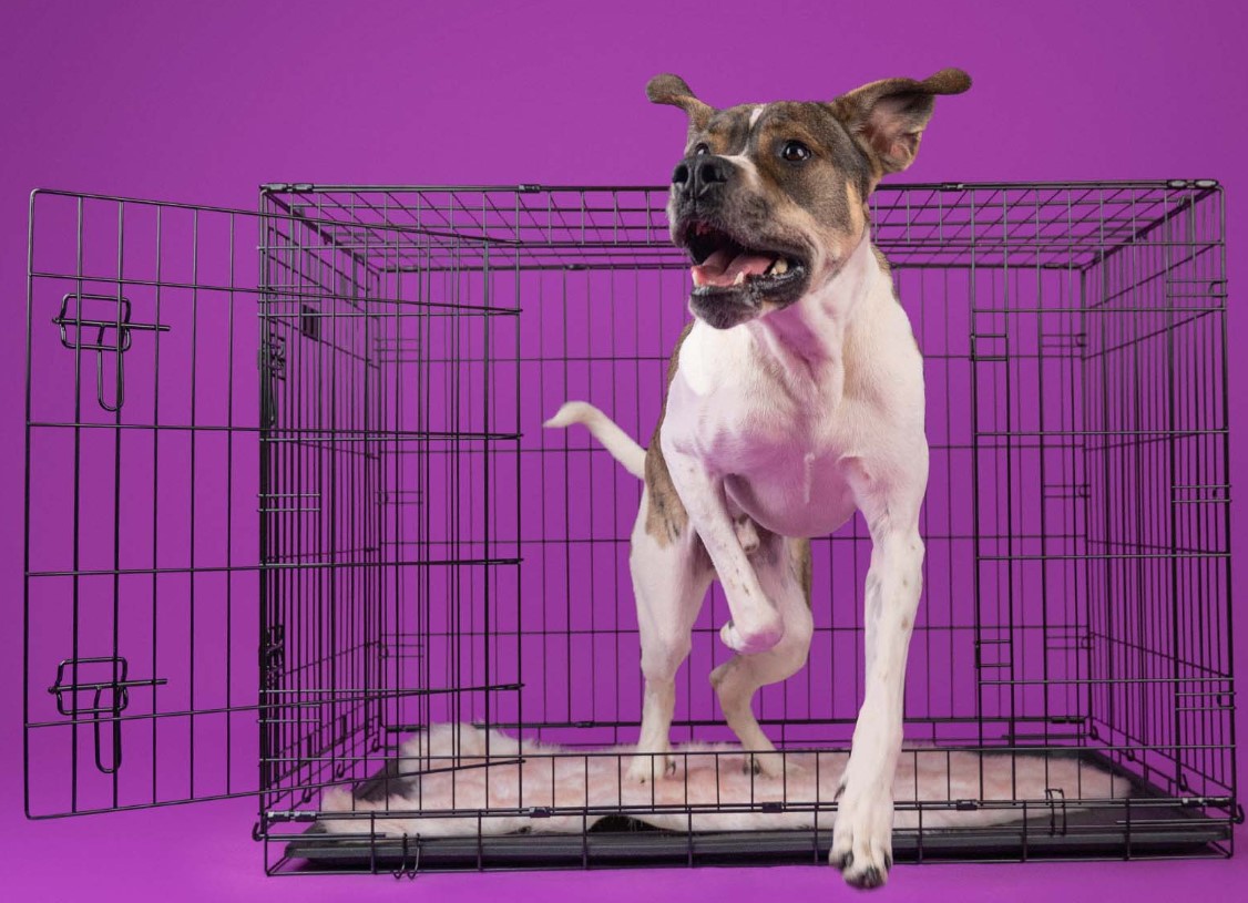 Jaula Metálica Dobrável para Cães - Dashi Dog Crate