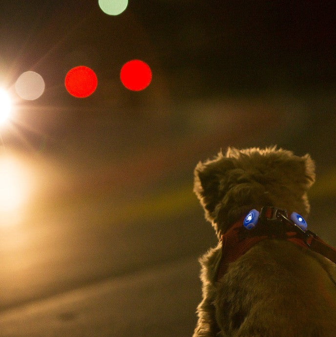 Luz de segurança Luumi LED Curli para cães