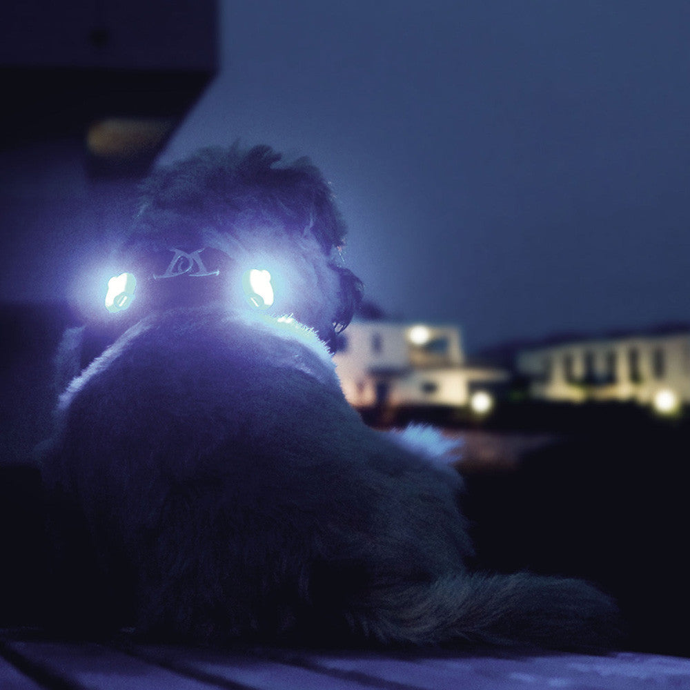 Luz de segurança Luumi LED preto para cães - Curli