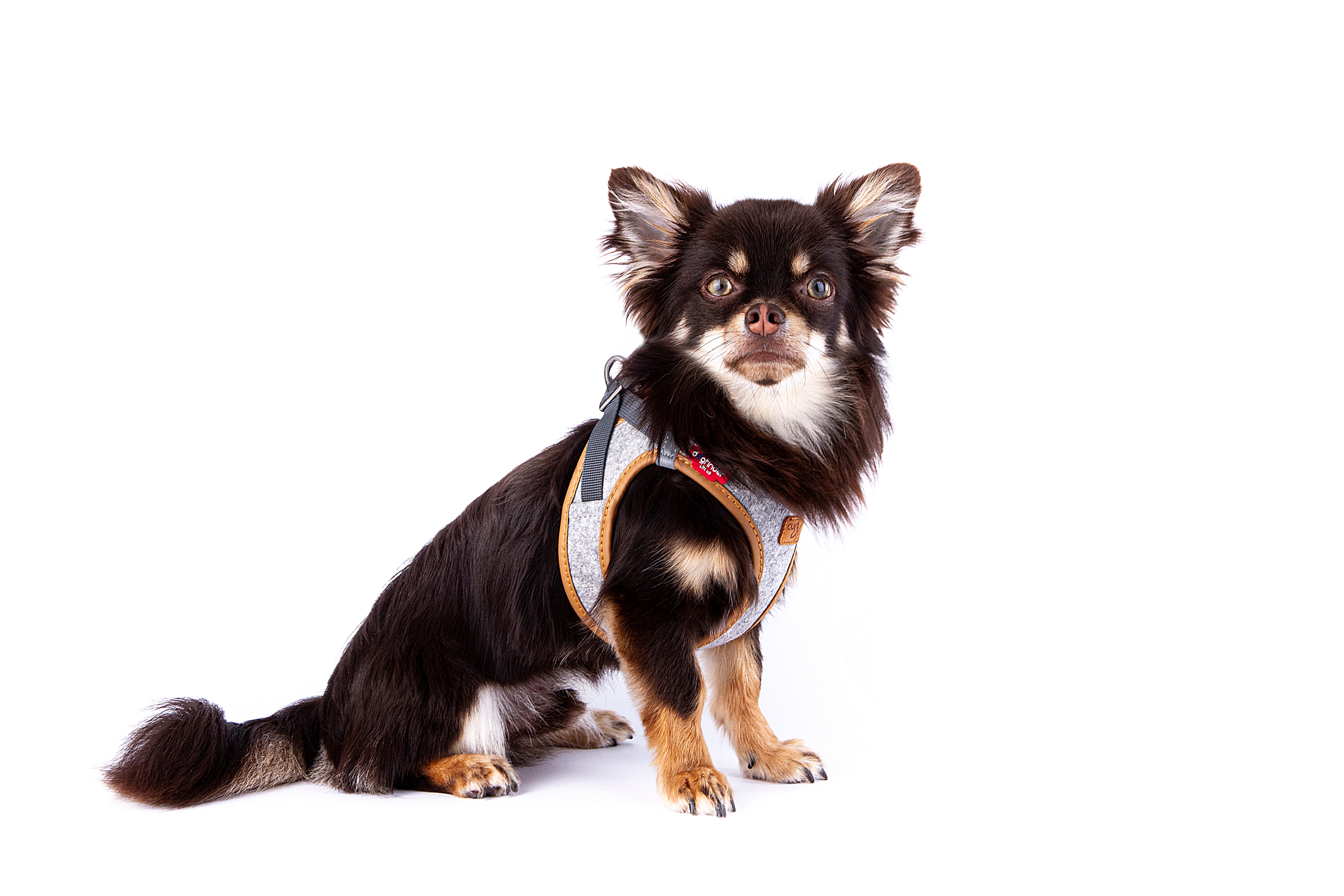 Peitoral Curli Clasp Alpine para cães