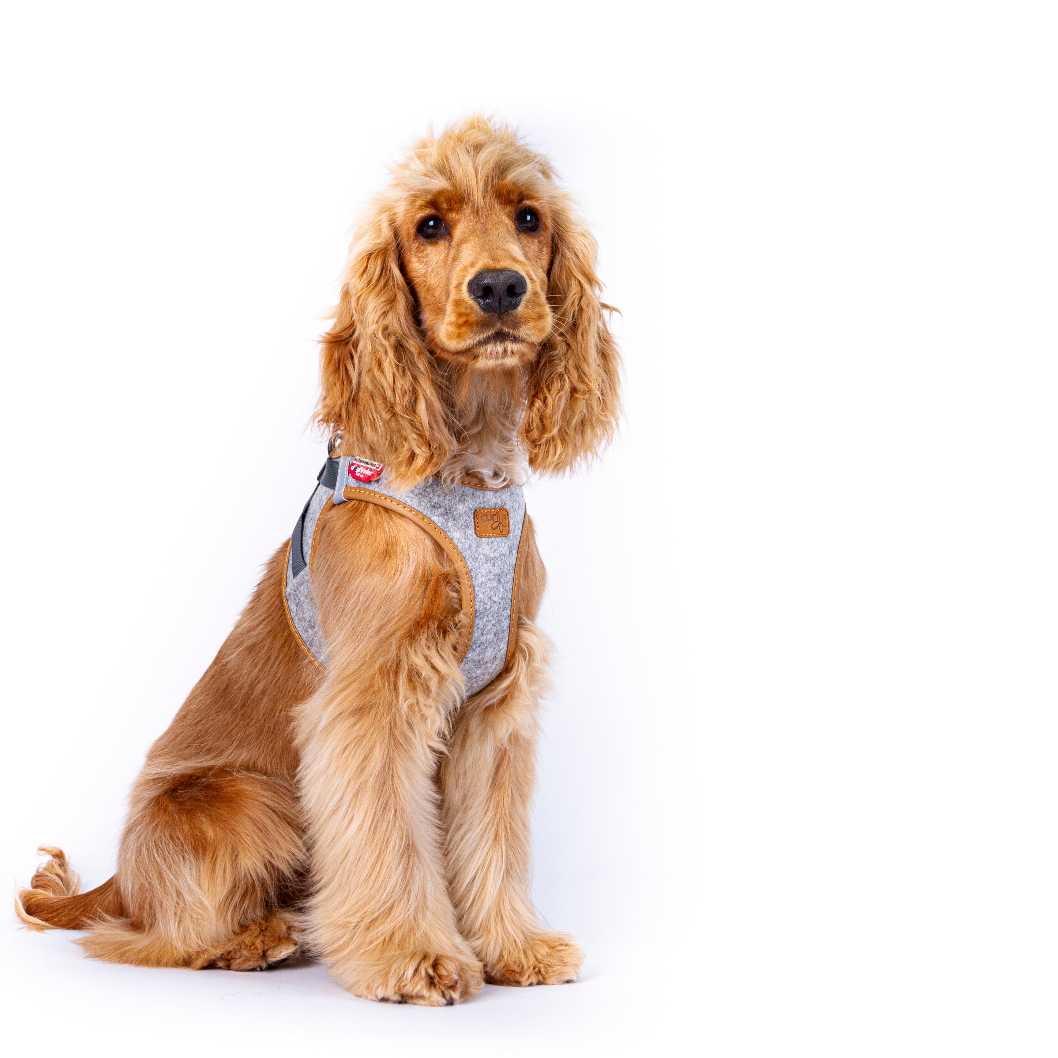 Peitoral Curli Clasp Alpine para cães