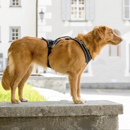 CURLI BELKA COMFORT MAGNETIC HARNESS