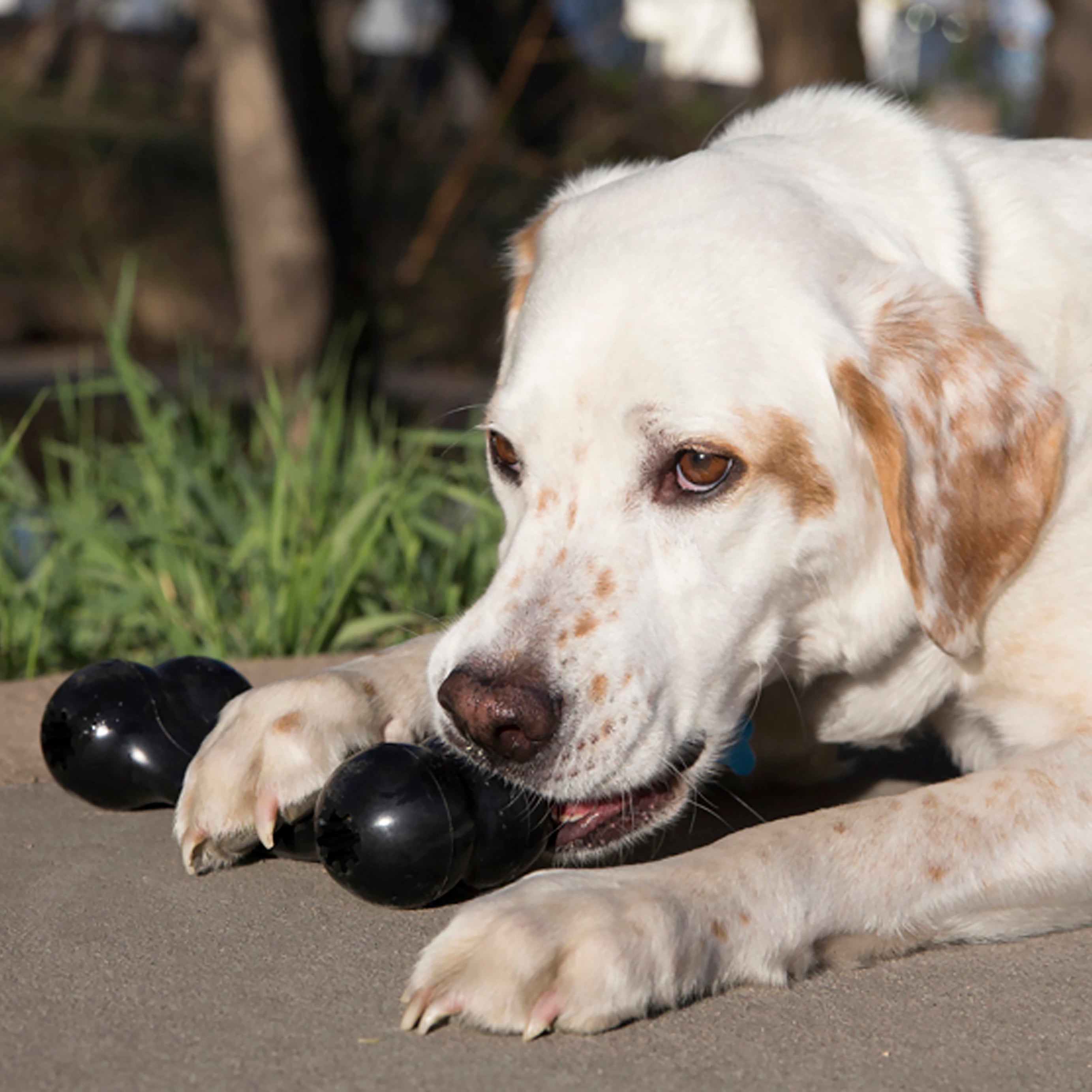 KONG EXTREME BONE GOODIE