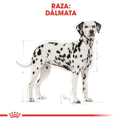 Royal Canin Dog Dalmatian Adult - Ração seca para cão adulto da raça Dálmata