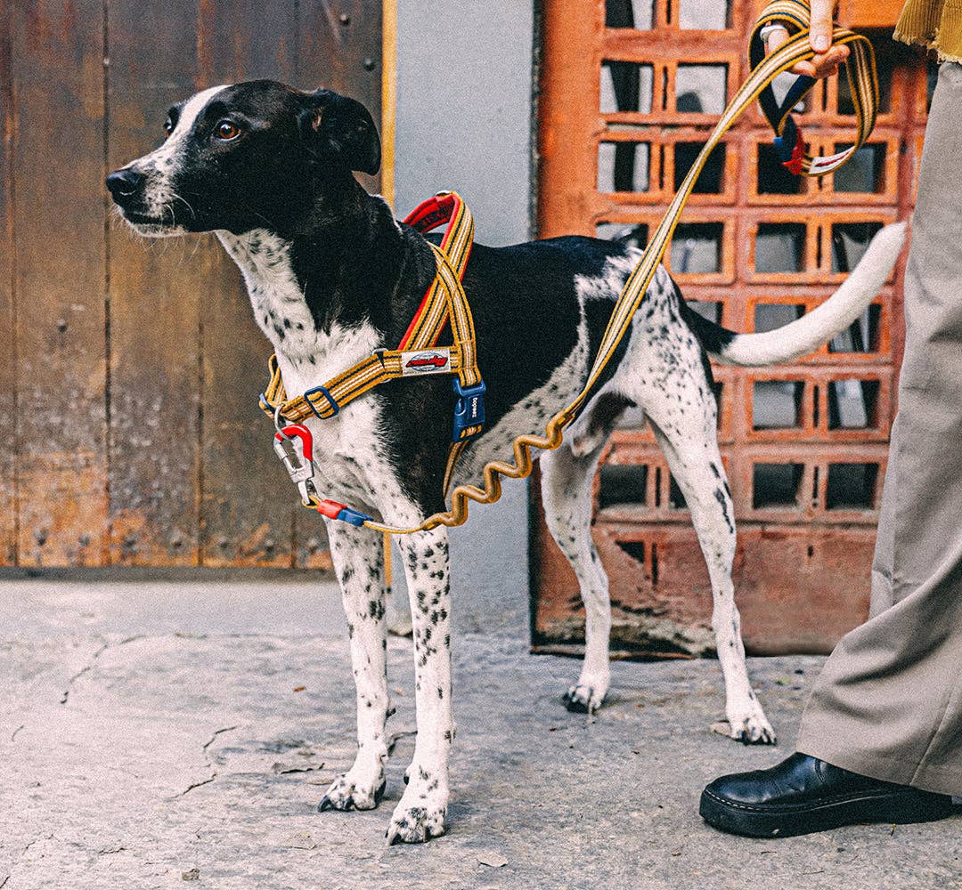 Peitoral Norueguês Anti-Puxão Zee.Dog Softer-Walk Velvet Vibes – Misfit | S