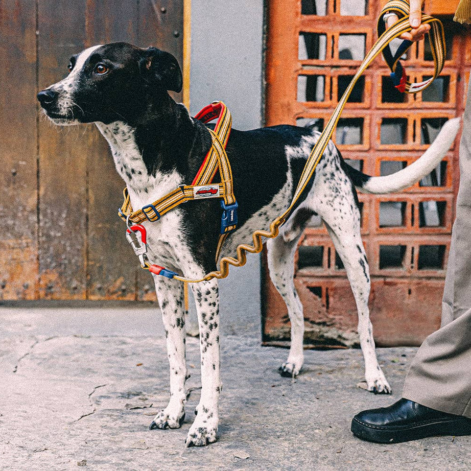 Peitoral Norueguês Anti-Puxão Zee.Dog Softer-Walk Velvet Vibes – Misfit | M
