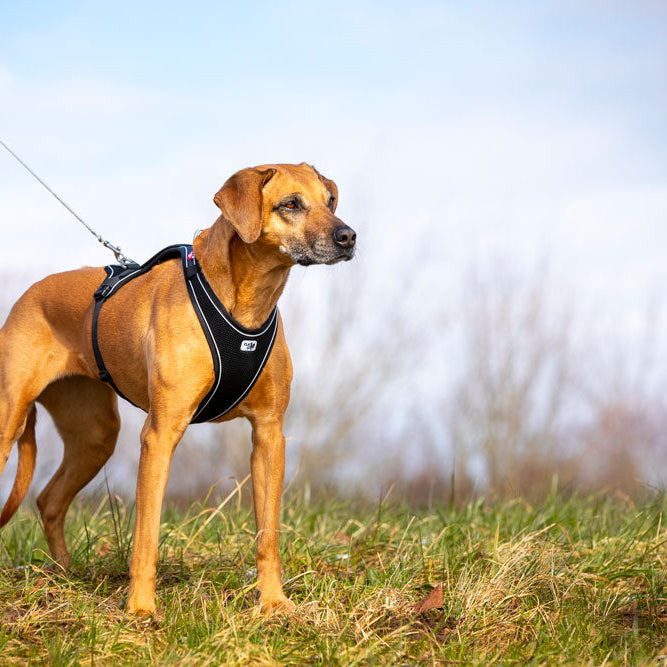 CURLI TRELA ULTRA STRONG - DOGGIE STORE