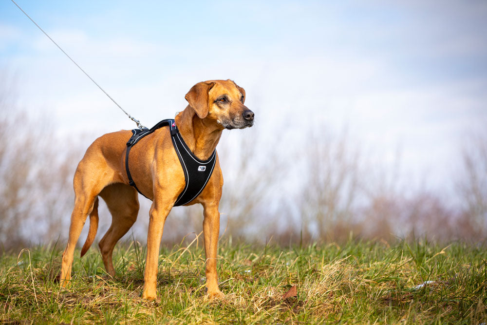 CURLI TRELA ULTRA STRONG - DOGGIE STORE