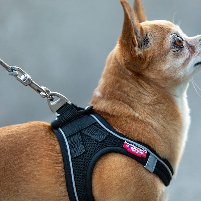 CURLI TRELA ULTRA STRONG - DOGGIE STORE