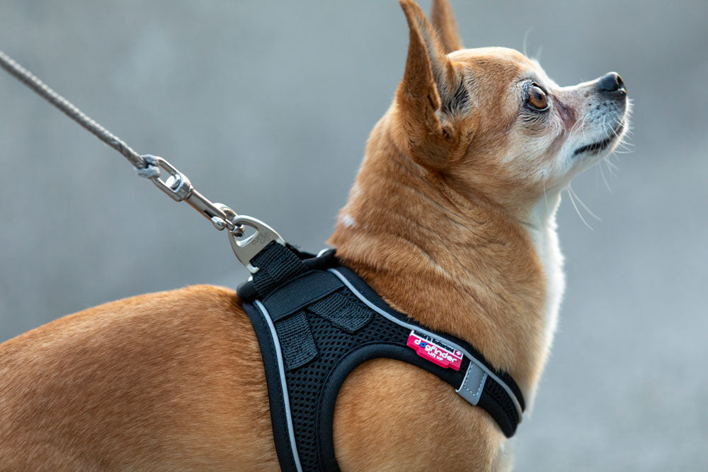 CURLI TRELA ULTRA STRONG - DOGGIE STORE