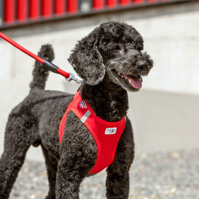 CURLI TRELA COMFORT - DOGGIE STORE
