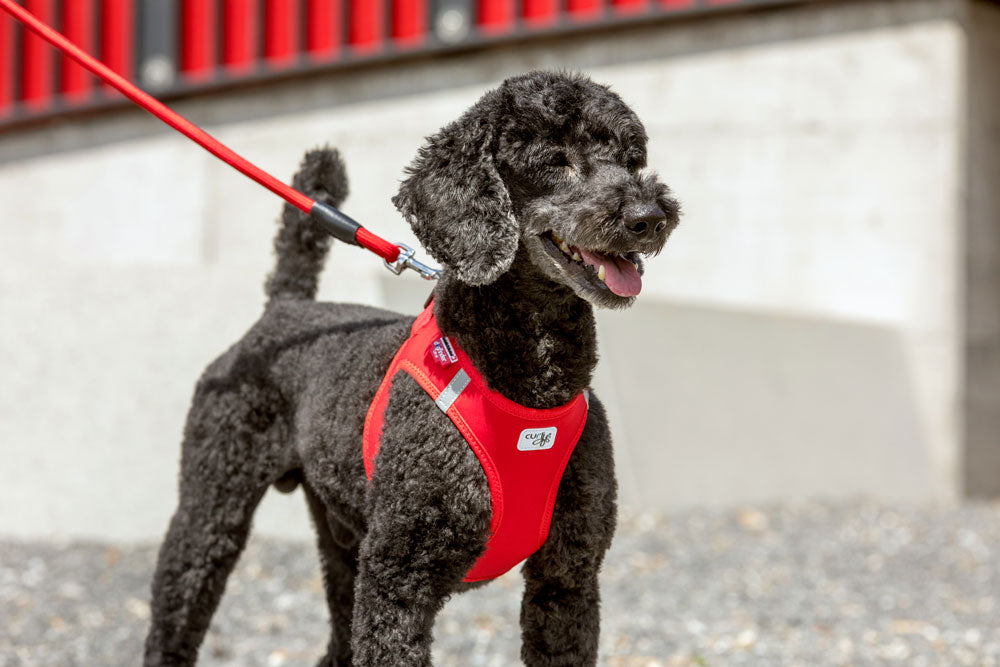 CURLI TRELA COMFORT - DOGGIE STORE