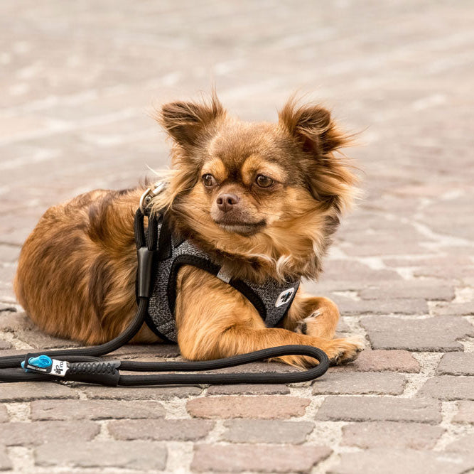 CURLI TRELA COMFORT - DOGGIE STORE