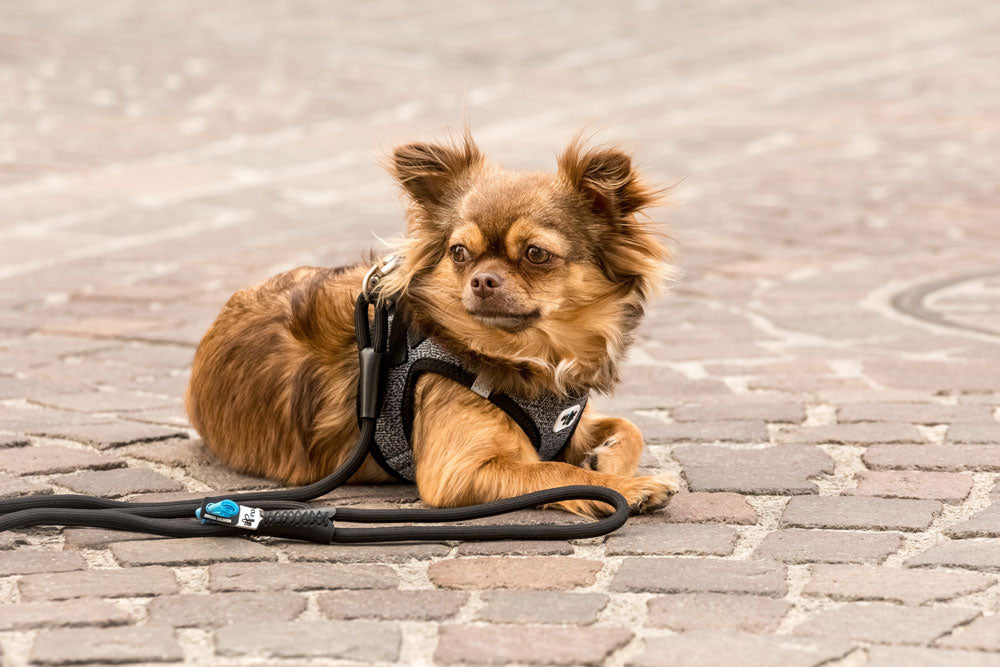 CURLI TRELA COMFORT - DOGGIE STORE
