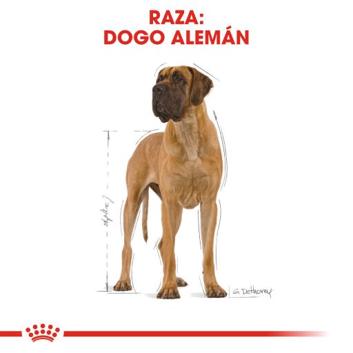 Royal Canin Dog Great Dane Adult | 12 kg