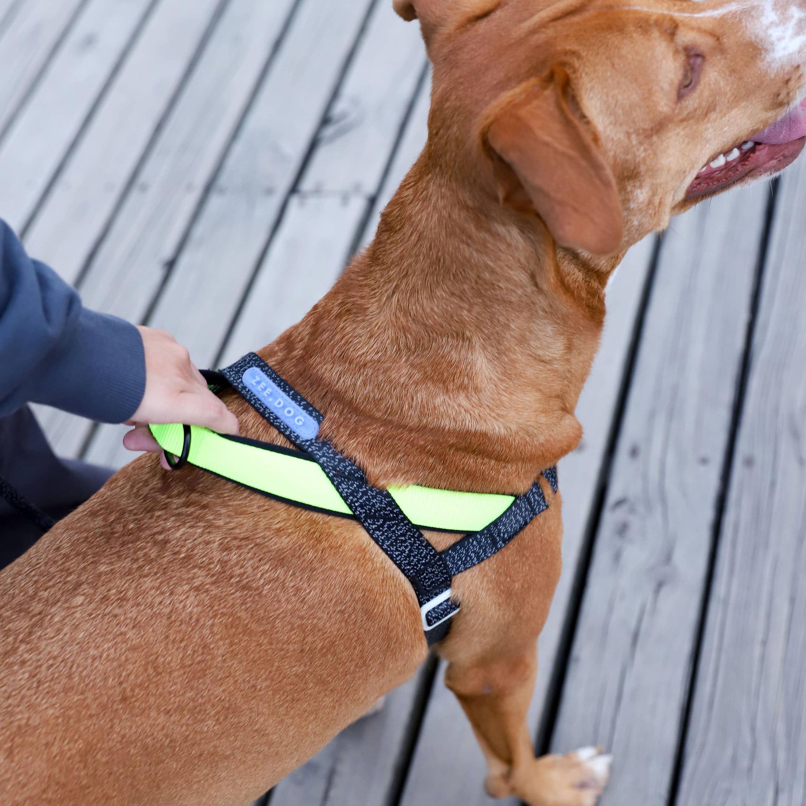 Arnês Norueguês Softer-Walk NOX - com detalhes refletivos: M