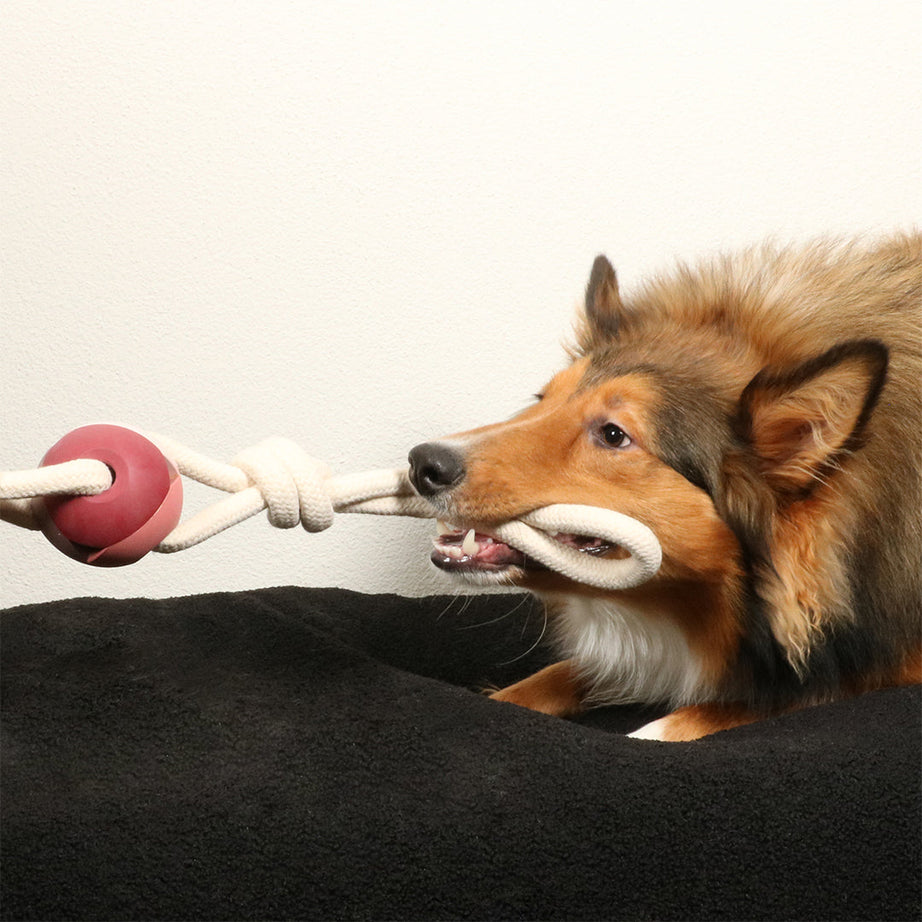 Dog Ball Toy with Rope