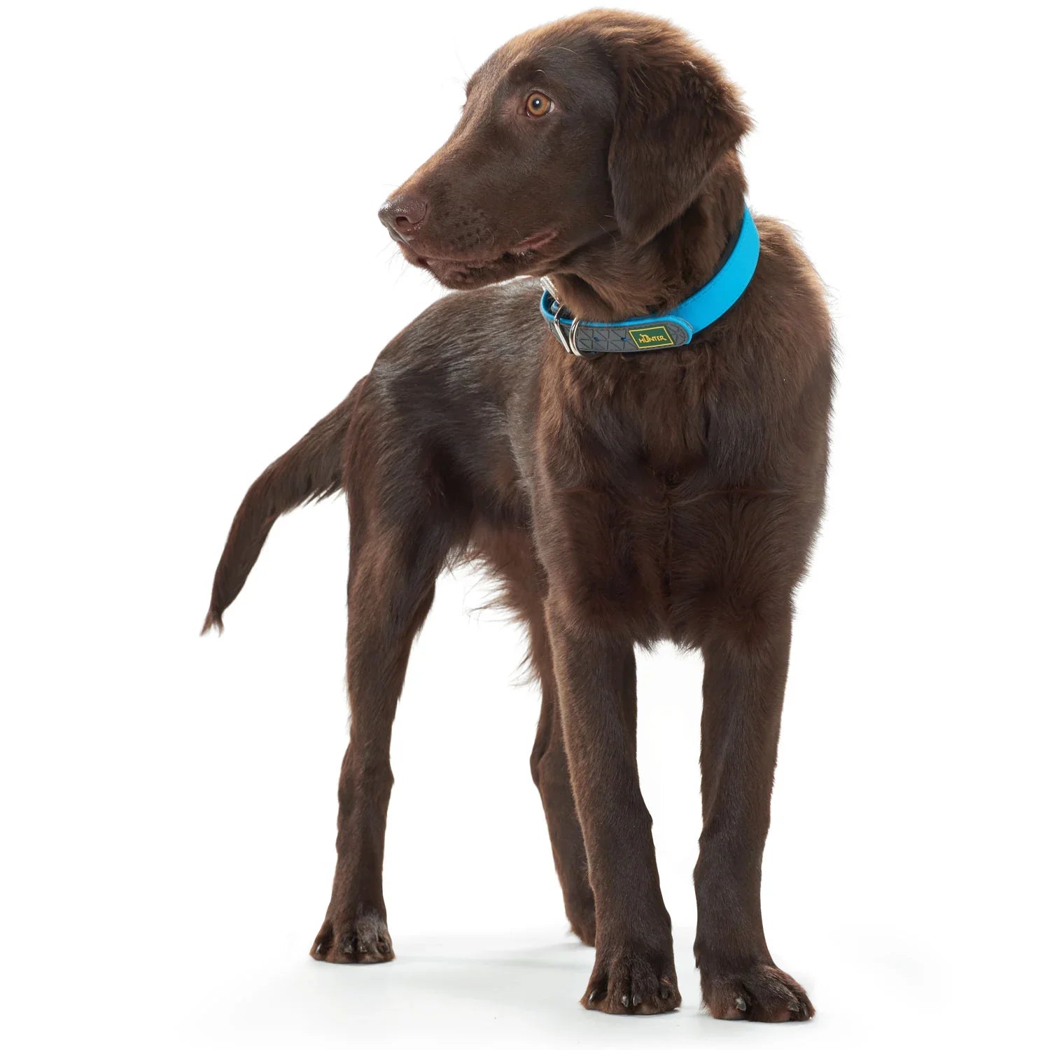 Hunter Convenience Neon Collar