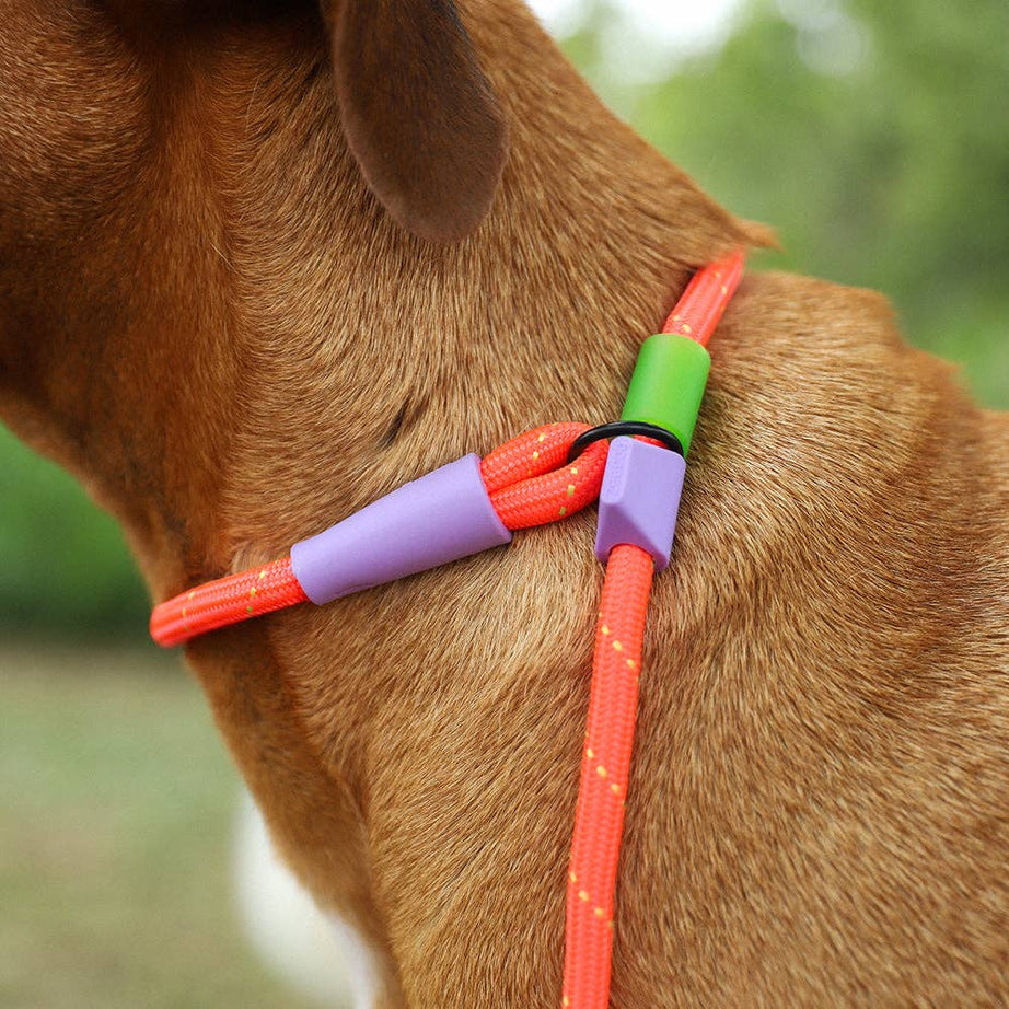 Trela semi-estranguladora Everest Slip-N-Lock