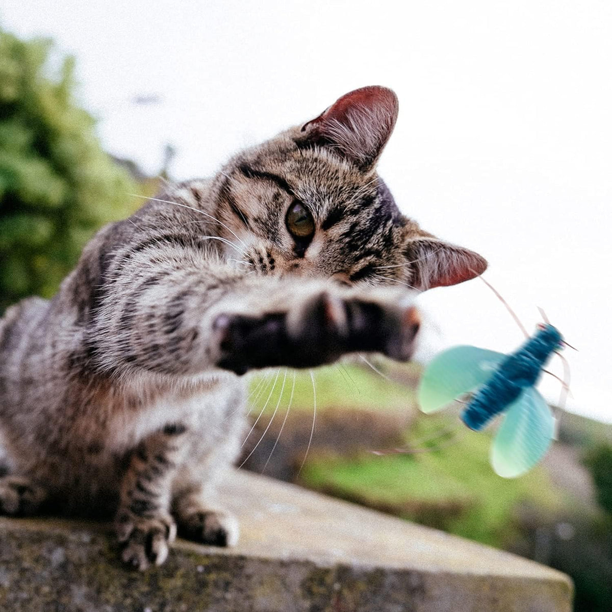FuzzYard Cat Toy - Noggins