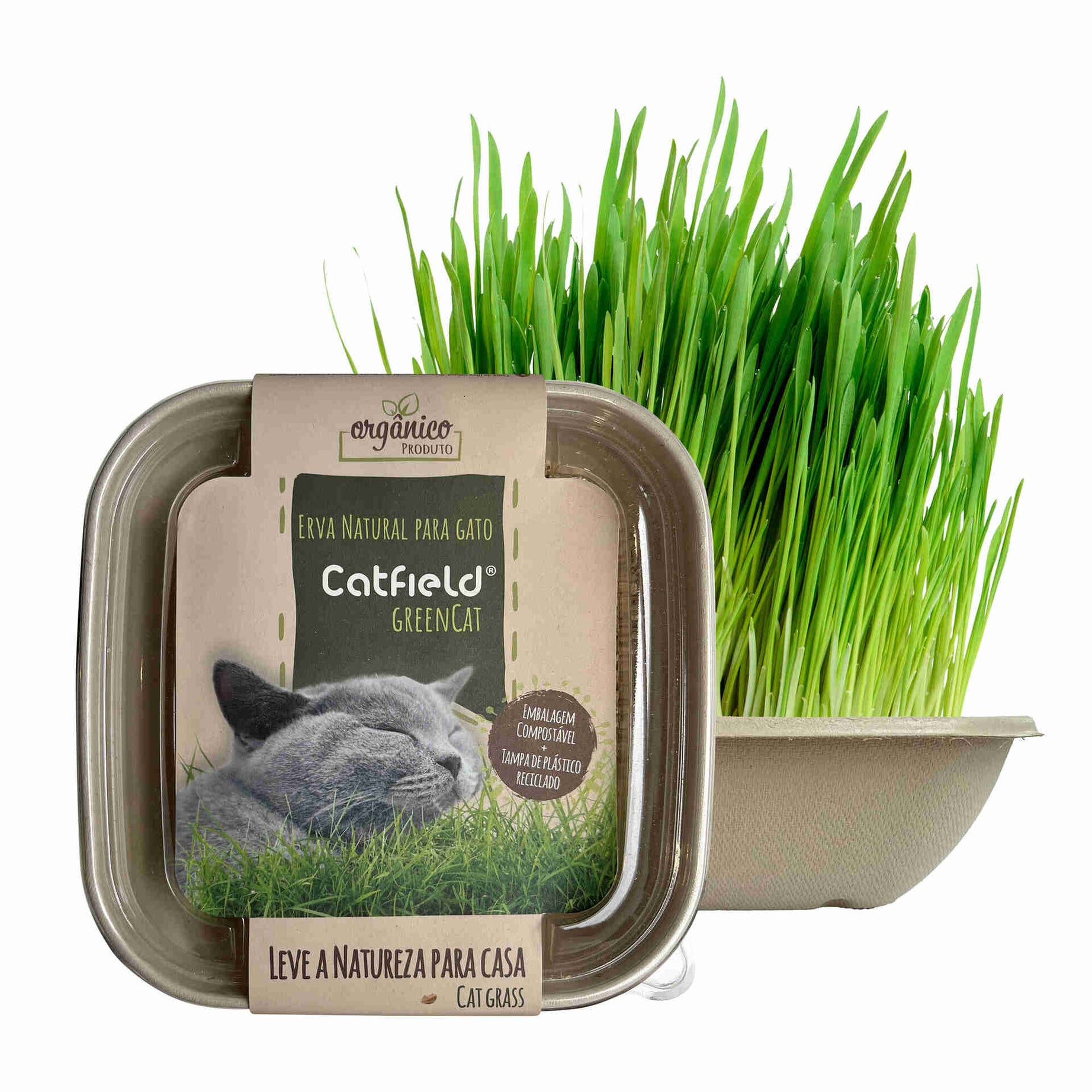 Catfield Green Cat Grass for Cats and Rabbits