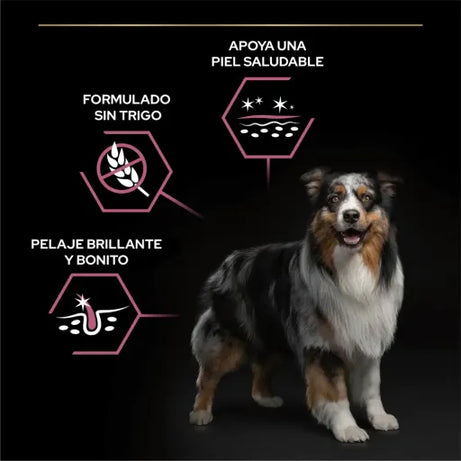 Pro Plan Dog OptiDerma Medium Adult Sensitive Skin Salmon - Ração seca para cão adulto de porte médio com pele sensível - Salmão