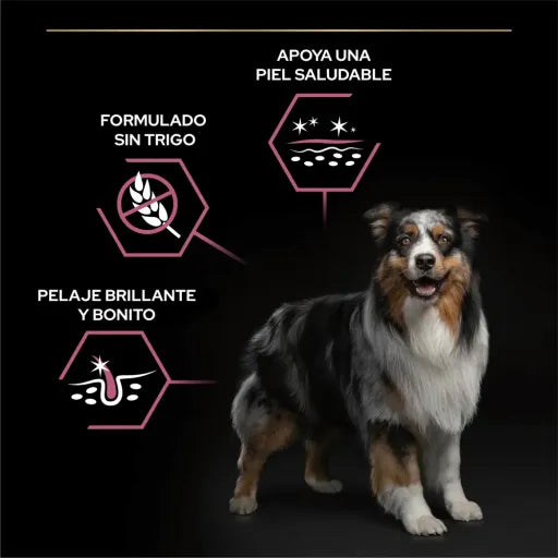 Pro Plan Dog OptiDerma Medium Adult Sensitive Skin Salmon - Ração seca para cão adulto de porte médio com pele sensível - Salmão