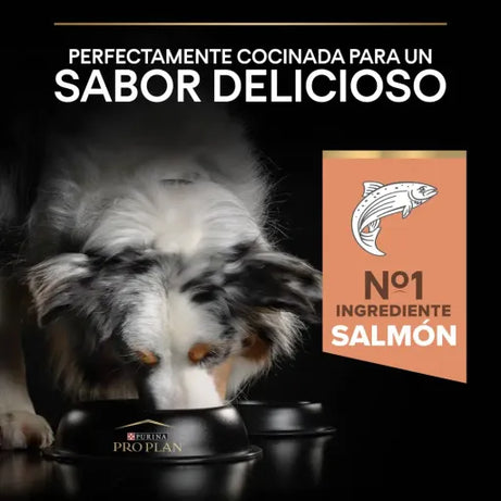 Pro Plan Dog OptiDerma Medium Adult Sensitive Skin Salmon - Ração seca para cão adulto de porte médio com pele sensível - Salmão