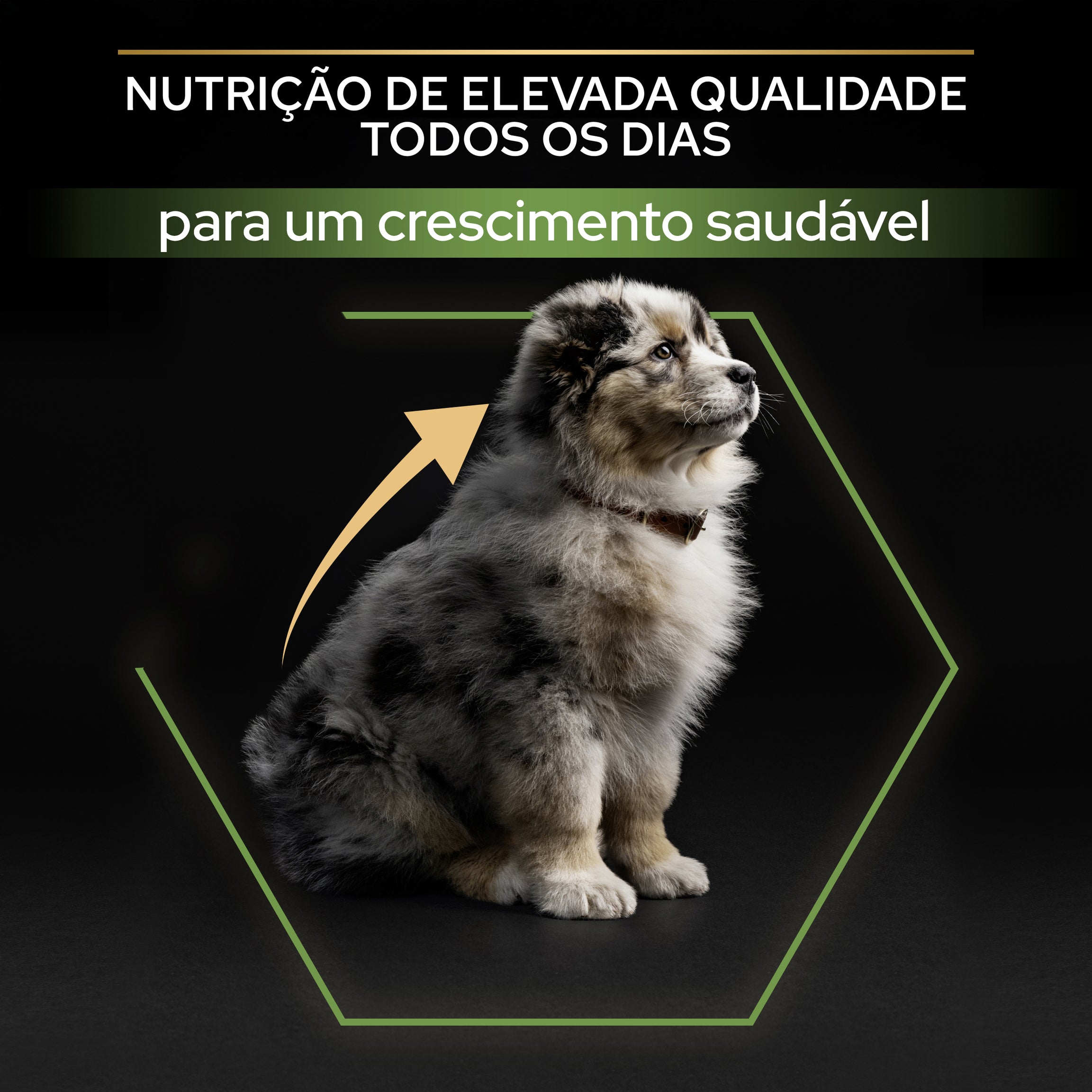 Purina Pro Plan Medium Puppy Healthy Start - Ração seca para cachorro médio rico em Frango