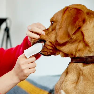 Vet's Best Oral Care Wipes for Dogs | 50ct