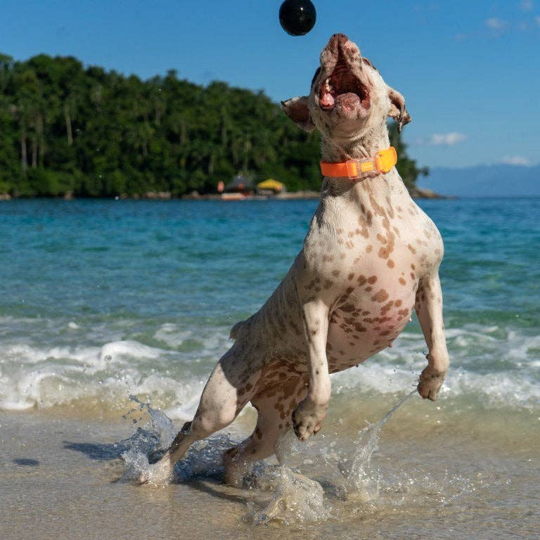 Bola Zee.Dog Cannon