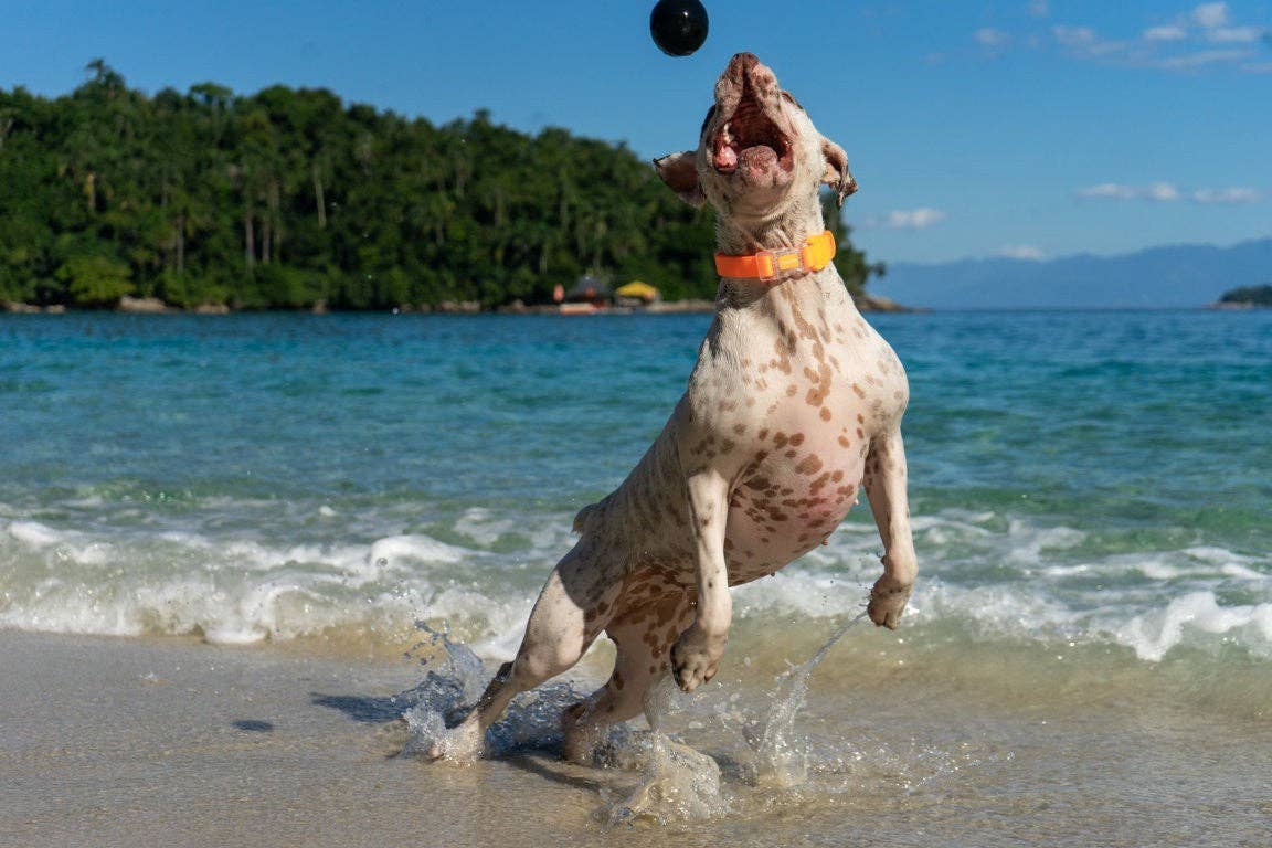 Bola Zee.Dog Cannon
