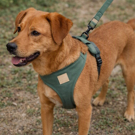 FuzzYard Life Cotton Harness - French Blue