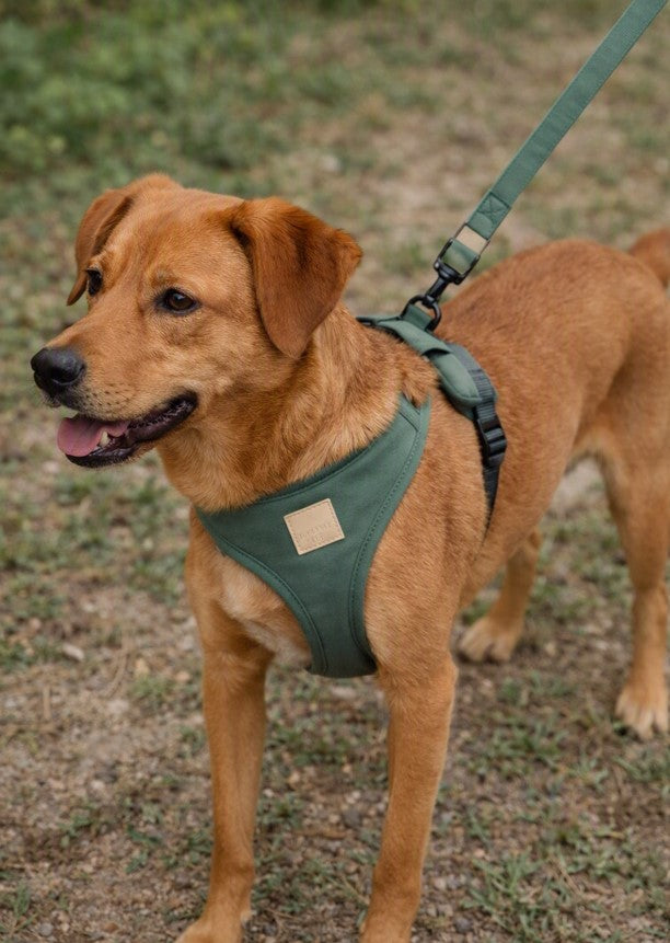 FuzzYard Life Cotton Harness - French Blue