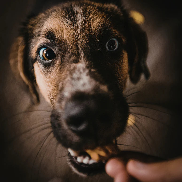 Cooka's Cookies Mussel Munchies - Mexilhões desidratados para cão e gato