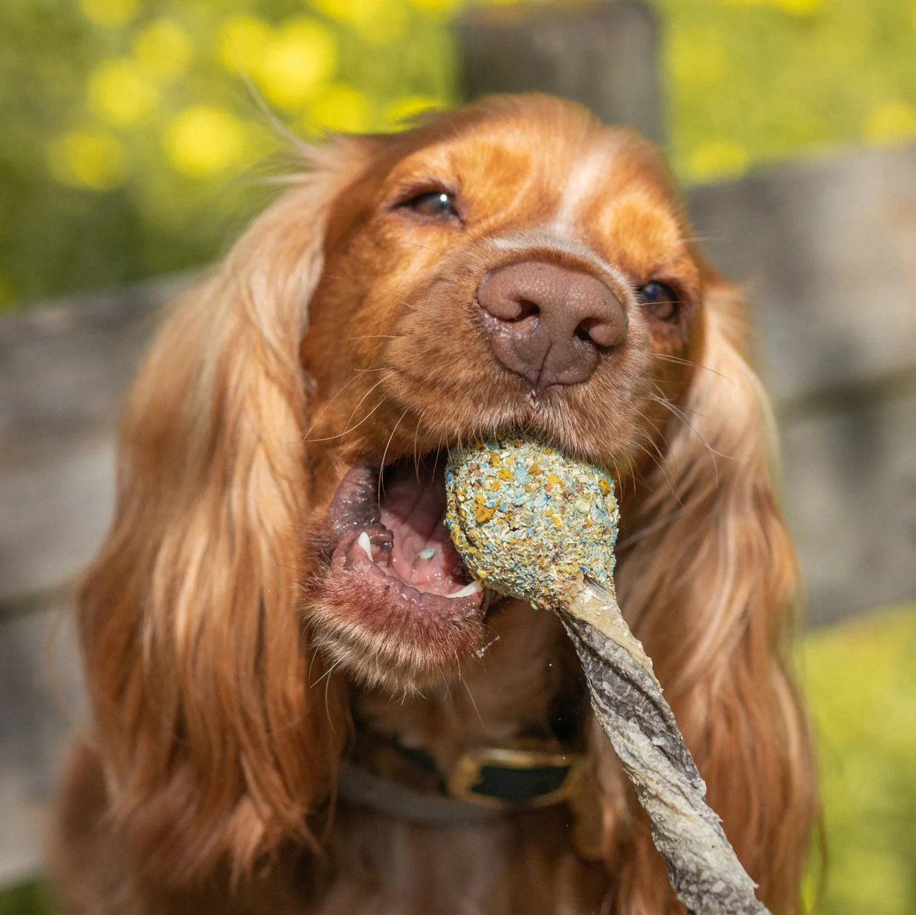Cooka's Cookies Lollipops