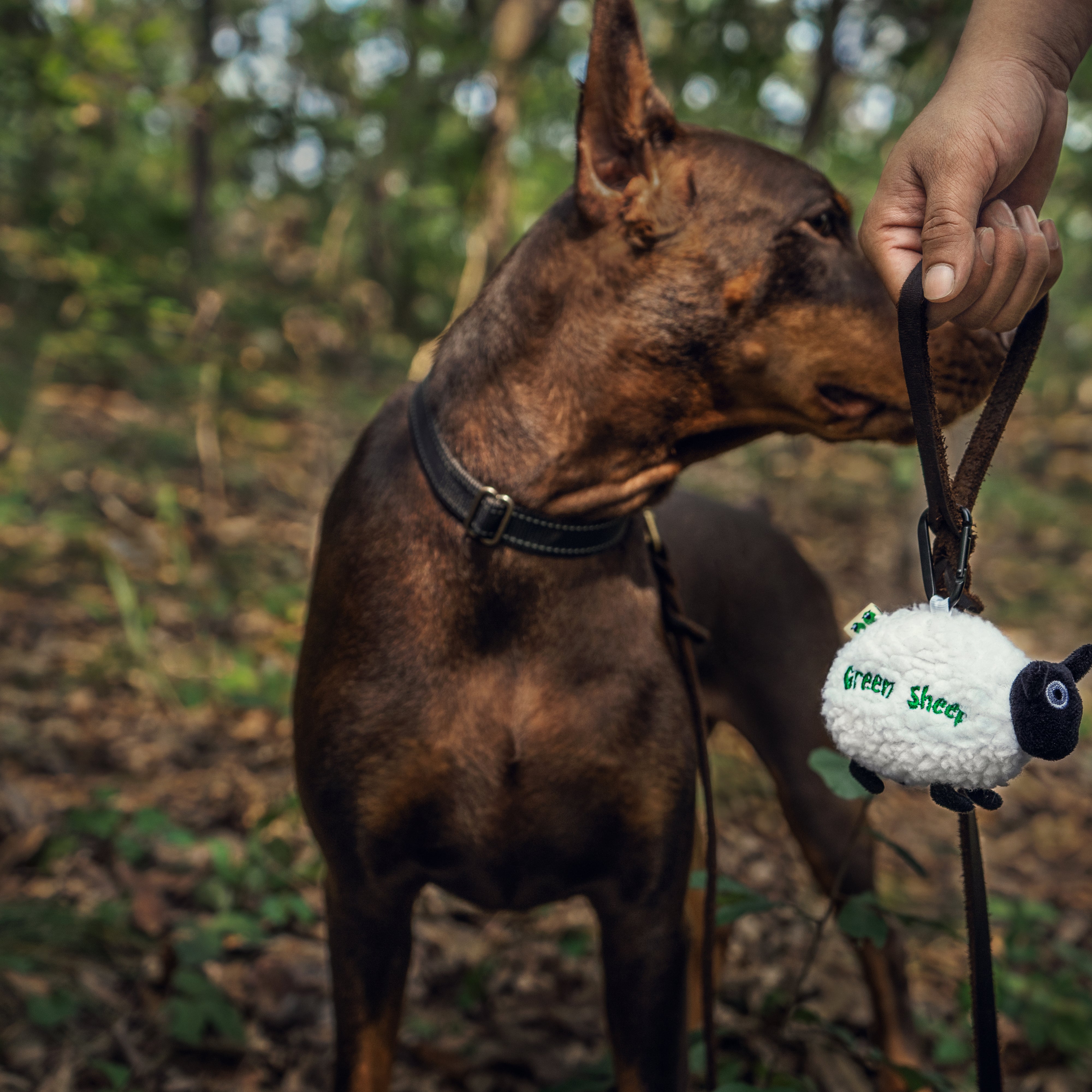Green Sheep Dispensador (com rolo)