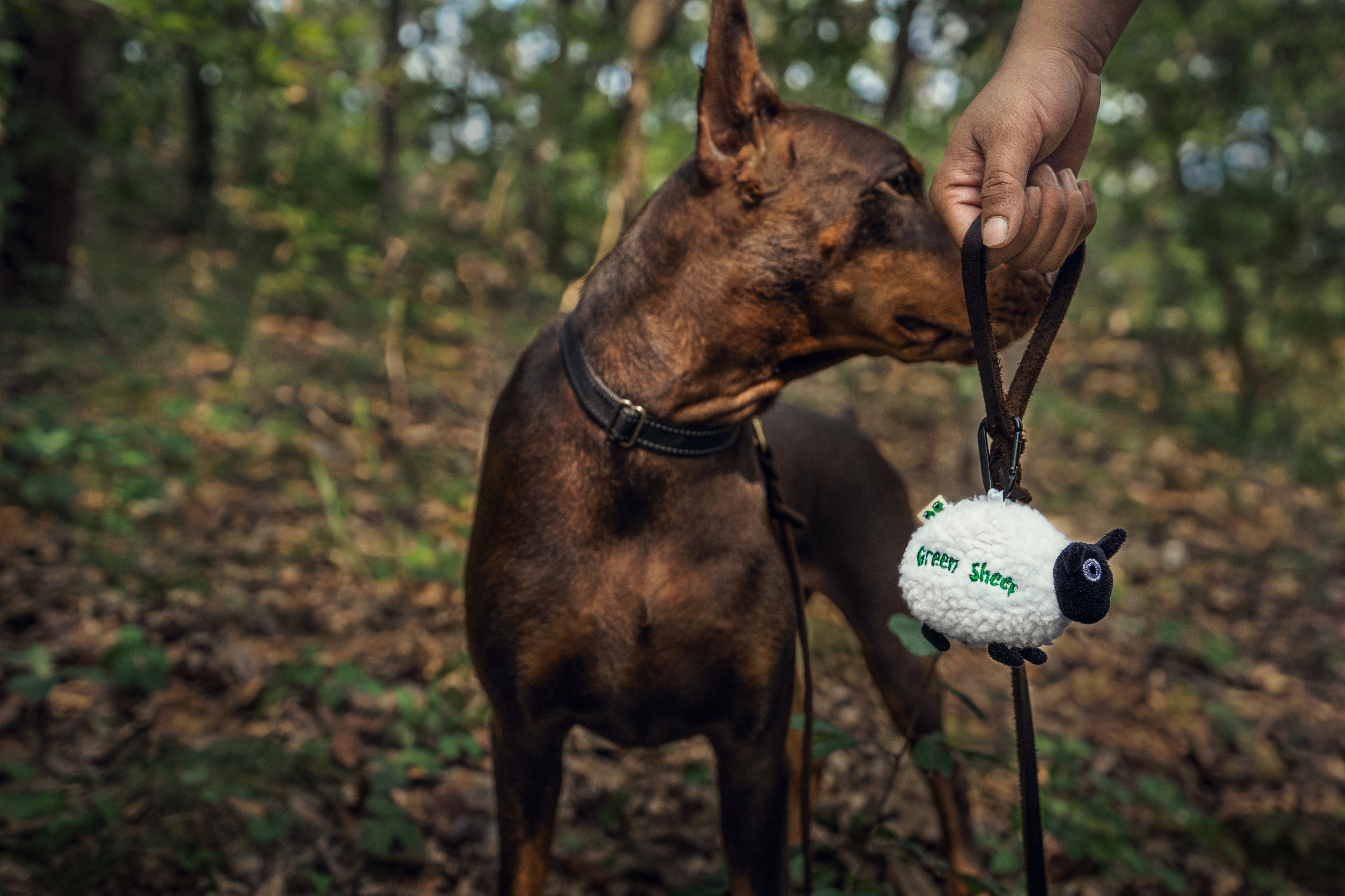 Green Sheep Dispensador (com rolo)