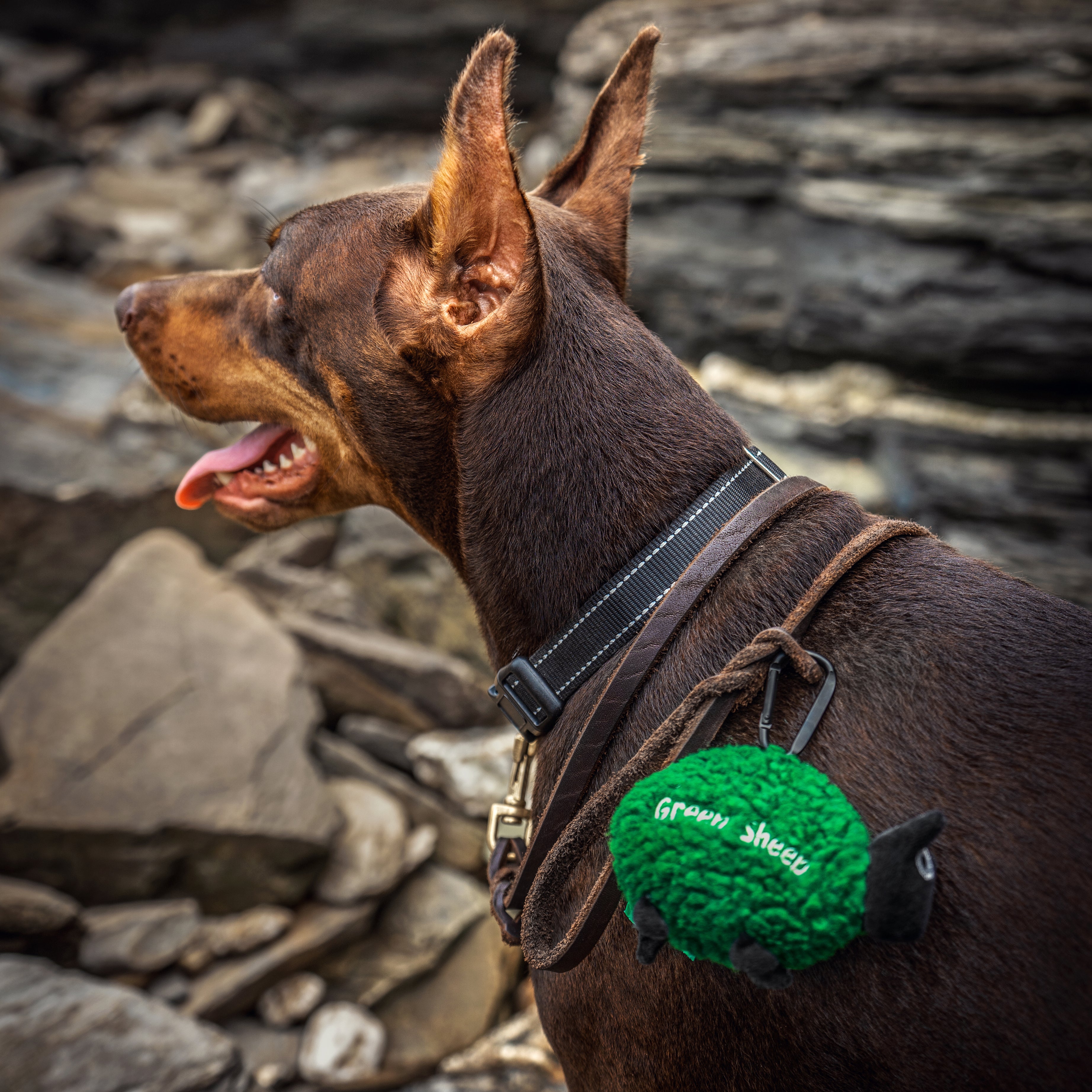 Green Sheep Dispensador (com rolo)