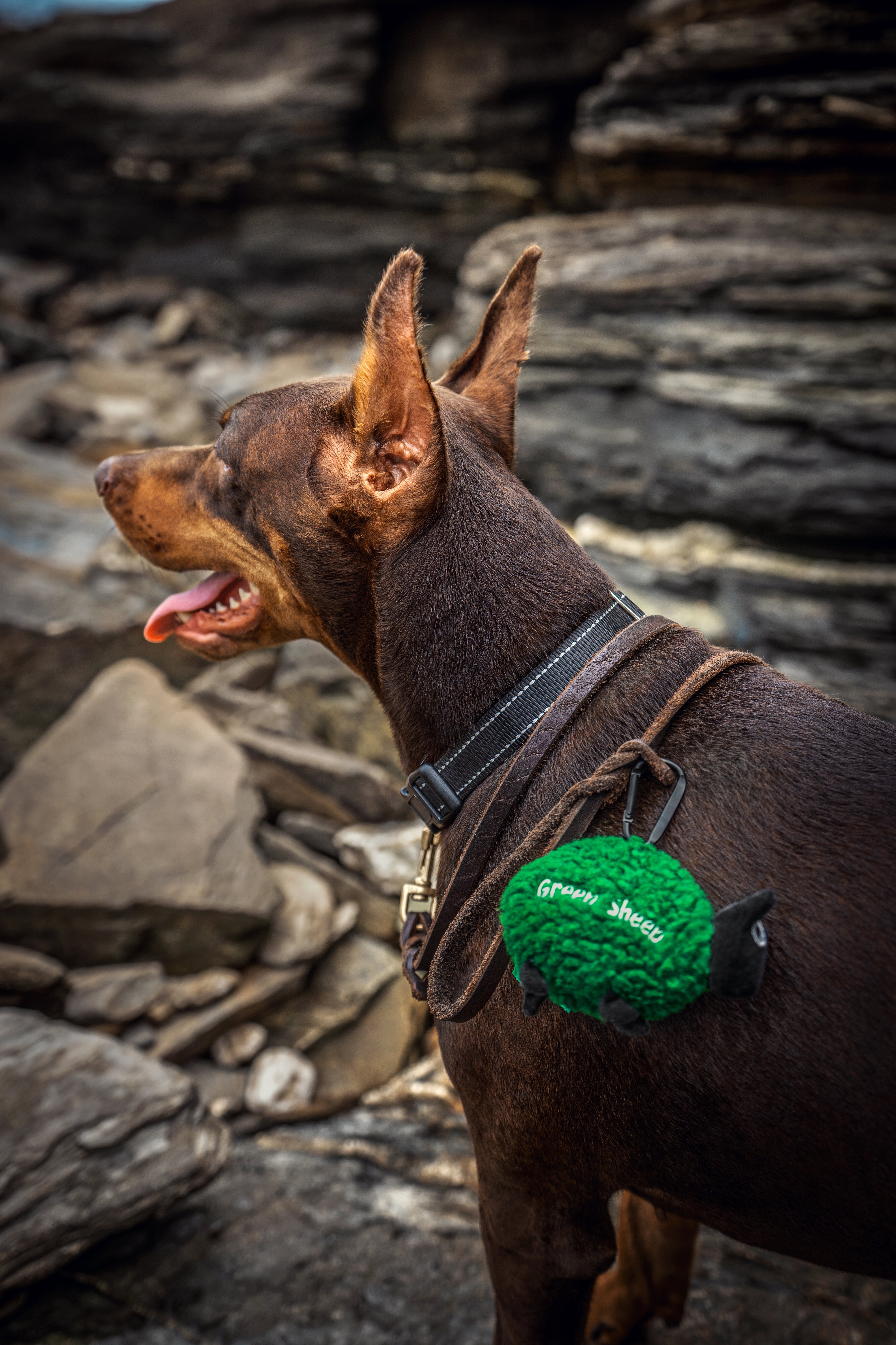 Green Sheep Dispensador (com rolo)
