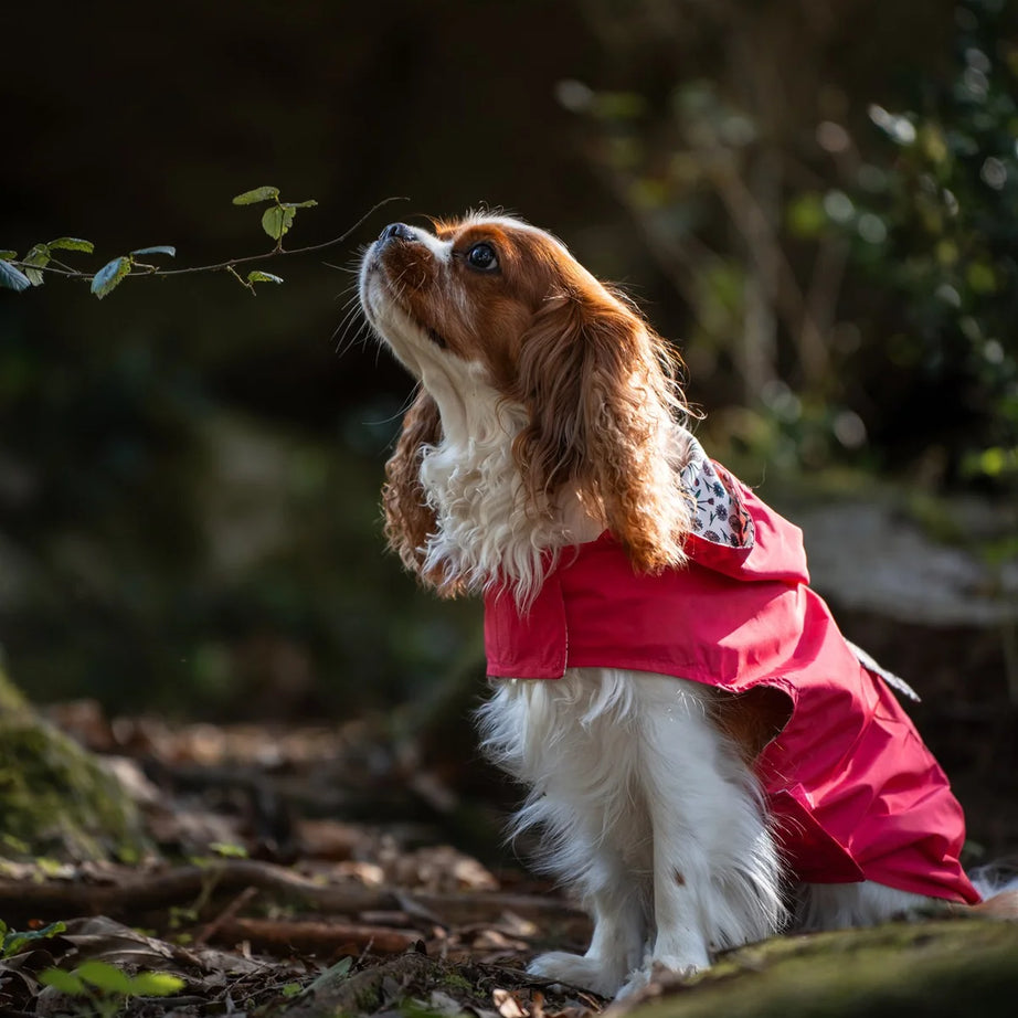 Pink Gabardine Trench Coat with Hood, Tata's Concept ®️