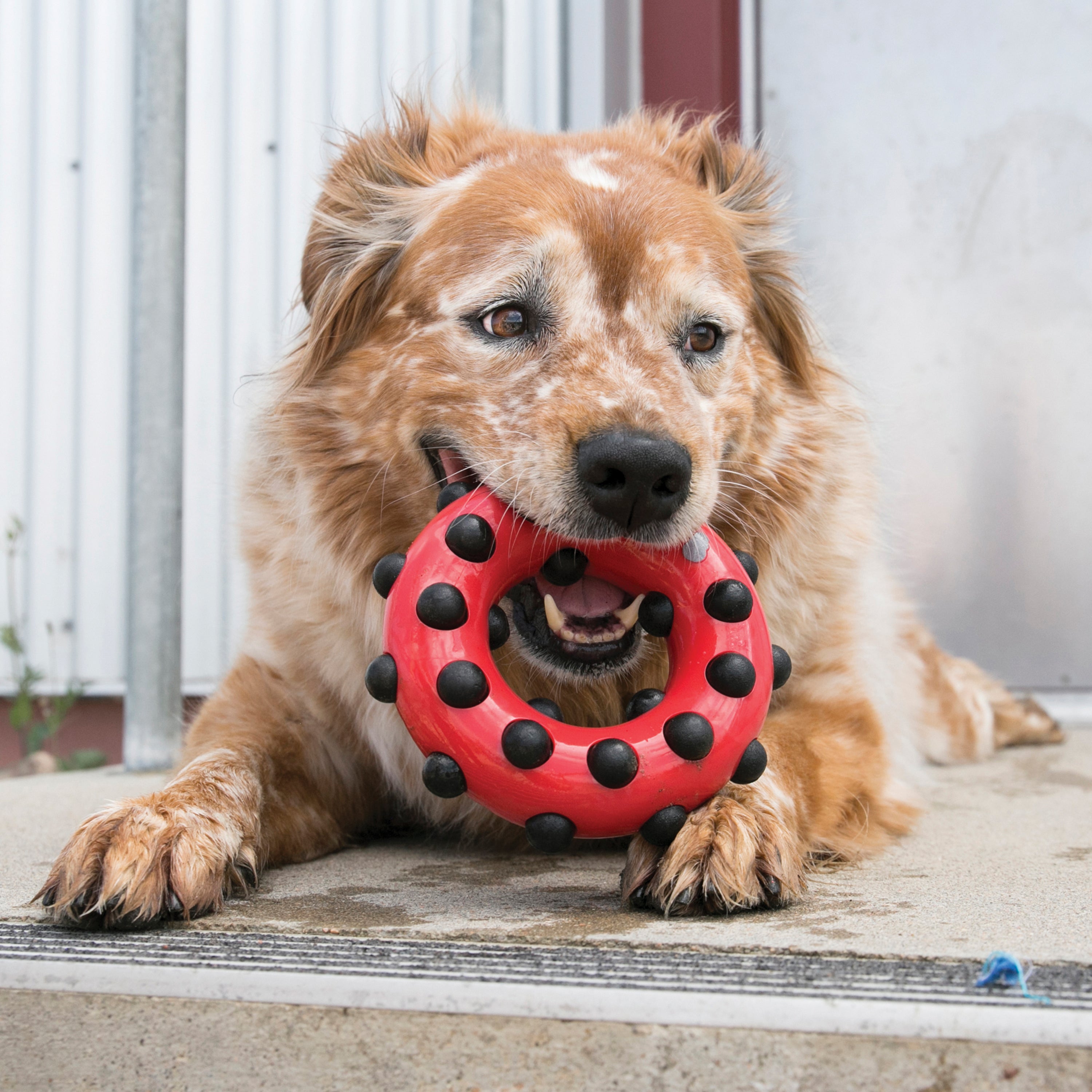 Kong Dotz Circle mordedor para cães