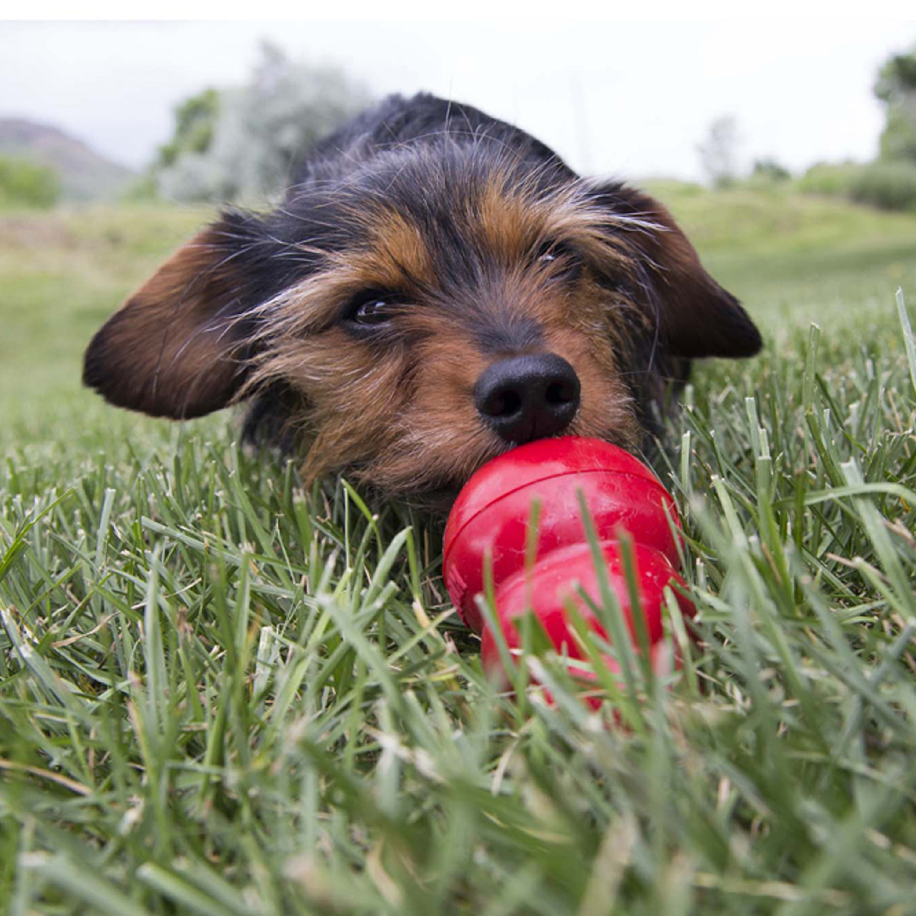 Kong Stuff'N Easy Treat