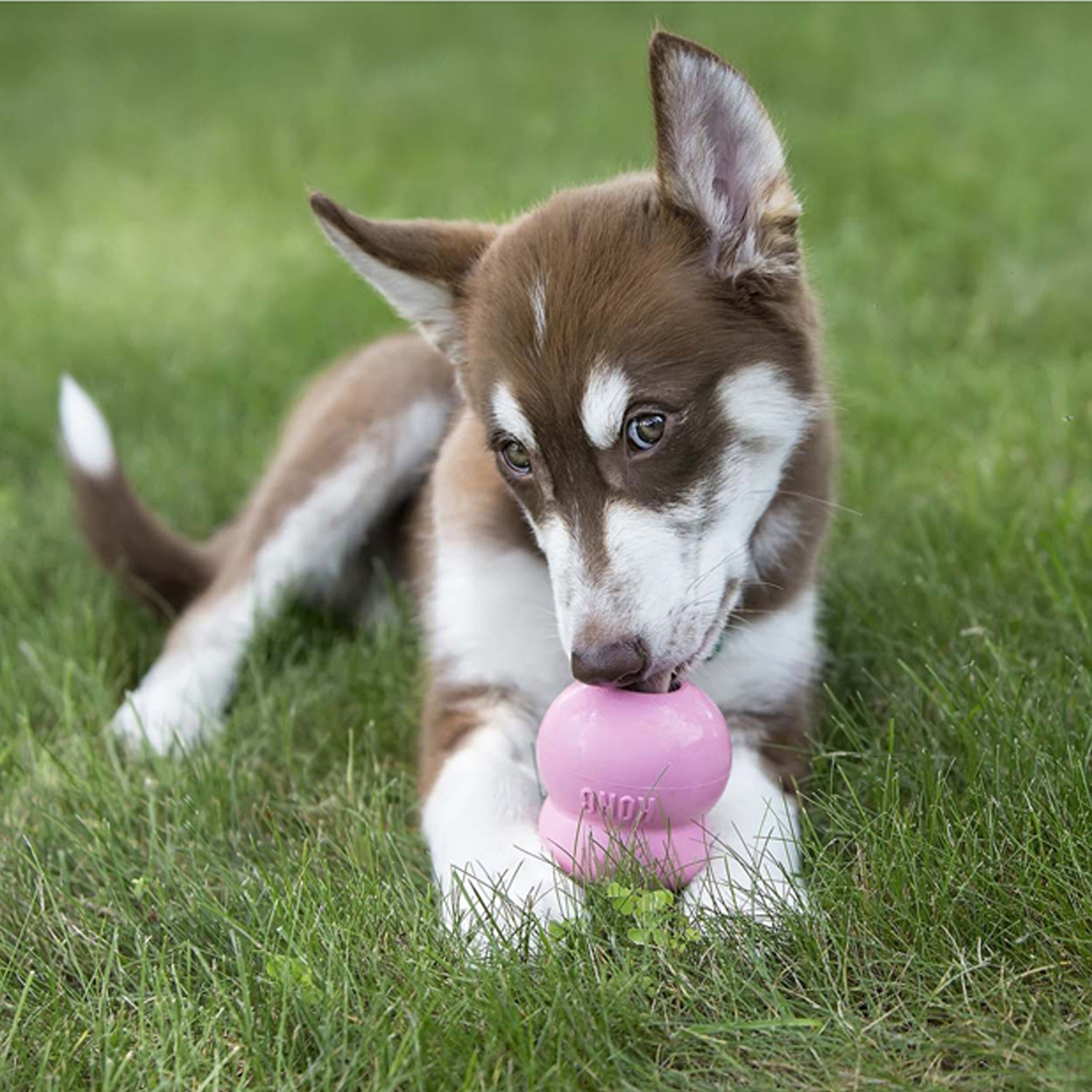 Kong Stuff'N Easy Treat