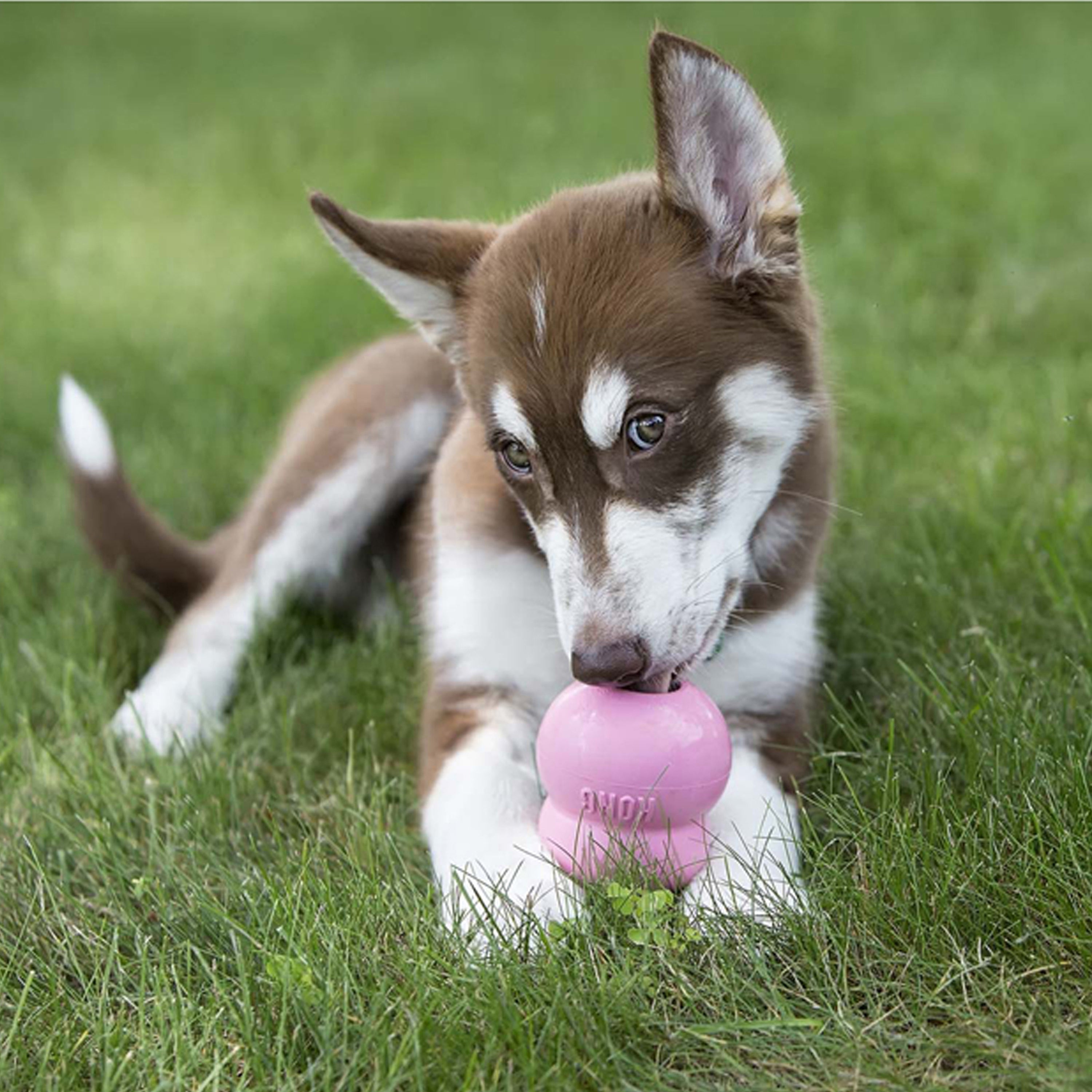 Kong Stuff'N Easy Treat
