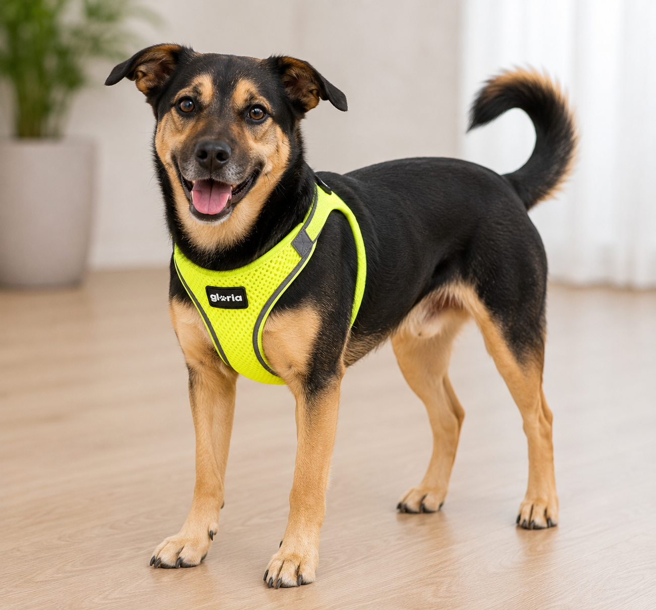 Peitoral GLORIA Trek Star para cão | Amarelo