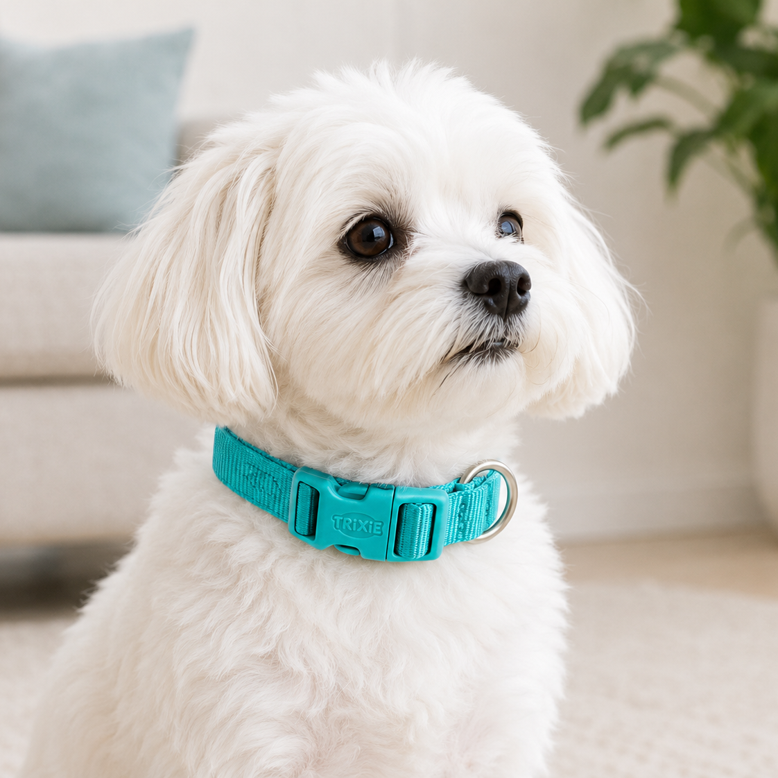 Coleira Premium Trixie para cão | Aqua