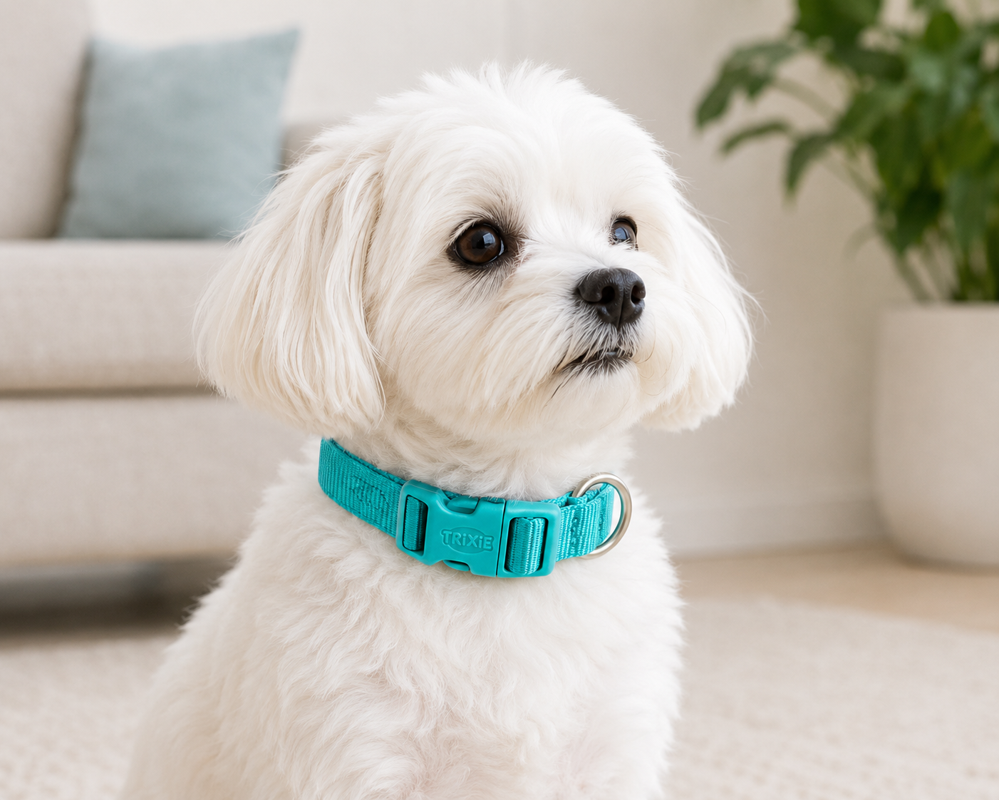 Coleira Premium Trixie para cão | Aqua